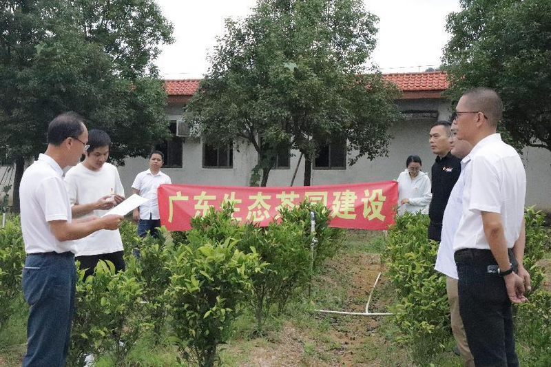 有关于揭东区炒茶产业链党组织开展技能培训助推炒茶产业链高质量发展的新闻(4)