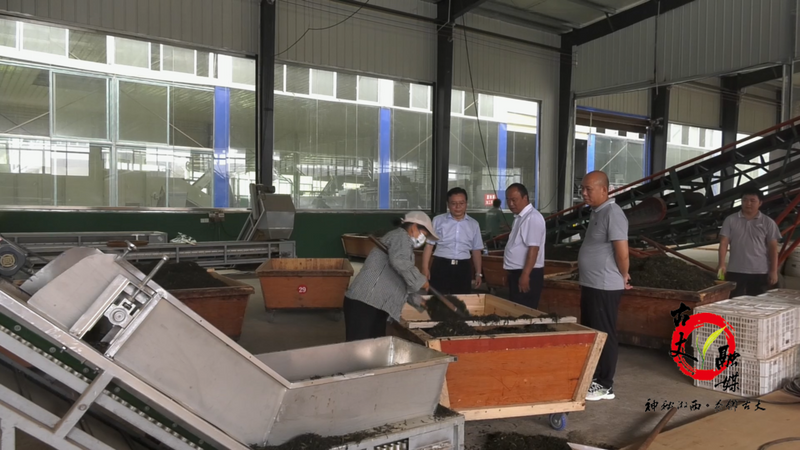 关于邓晓东深入红石林镇调研茶产业发展情况的新闻(2)