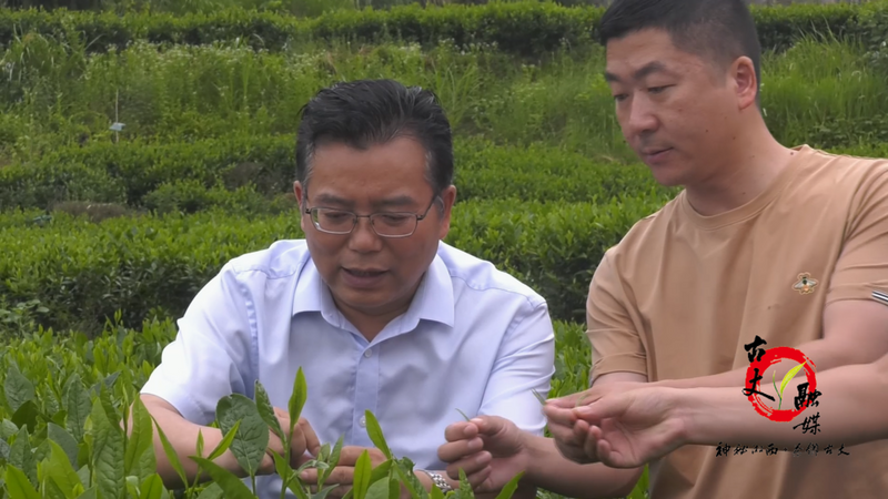关于邓晓东深入红石林镇调研茶产业发展情况的新闻