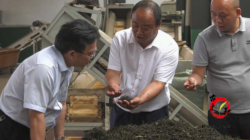 关于邓晓东深入红石林镇调研茶产业发展情况的新闻(3)