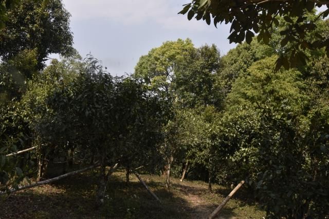 关于一片叶子，成就千亿云茶，富裕一方百姓  茶山秘境专题前瞻的相关内容