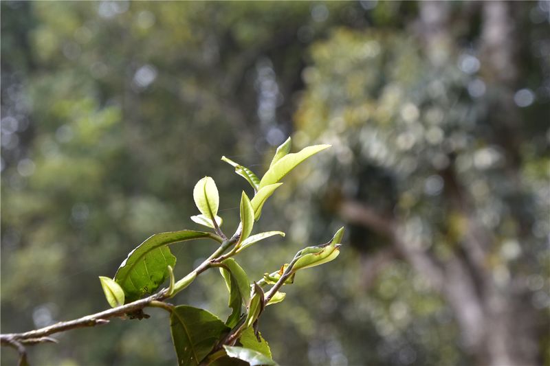 关于一片叶子，成就千亿云茶，富裕一方百姓  茶山秘境专题前瞻的相关内容(1)