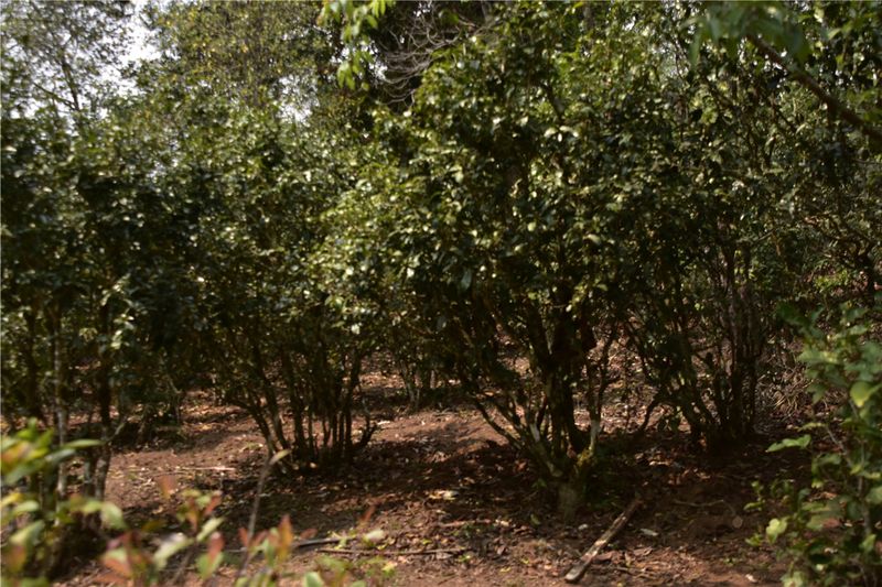 关于一片叶子，成就千亿云茶，富裕一方百姓  茶山秘境专题前瞻的相关内容(2)