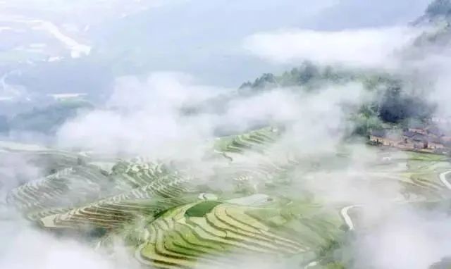 关于福建政和：政是好风光，和我一起游千年白茶县的相关信息(5)