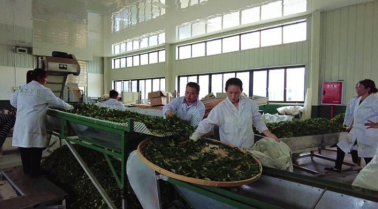 关于小茶叶变“黄金叶” “巴茶”迈入现代化产业行列的最新消息(4)