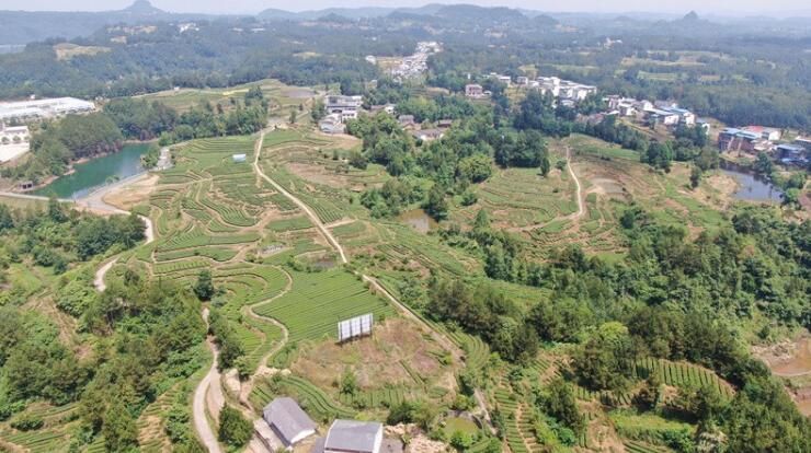 关于小茶叶变“黄金叶” “巴茶”迈入现代化产业行列的最新消息(2)