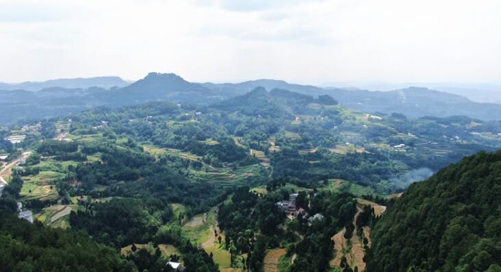 关于小茶叶变“黄金叶” “巴茶”迈入现代化产业行列的最新消息(1)