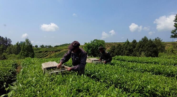 关于小茶叶变“黄金叶” “巴茶”迈入现代化产业行列的最新消息(3)