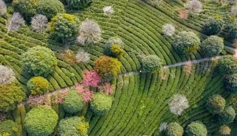 关于行走八桂， 茶旅融合发展，昭平茶走出深山的内容(1)