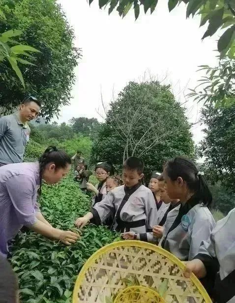 关于行走八桂， 茶旅融合发展，昭平茶走出深山的内容(2)