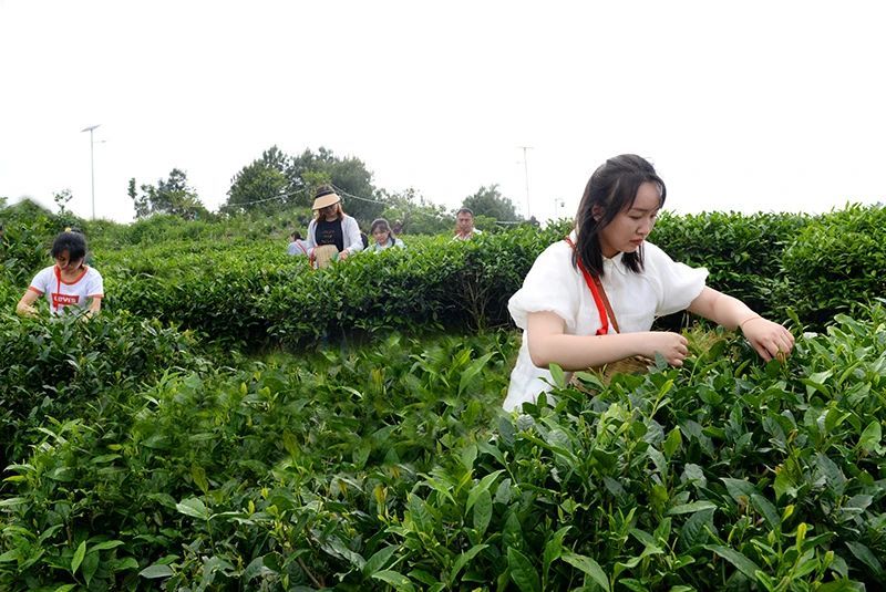 关于山顶风光美 夏日采茶忙的信息(1)