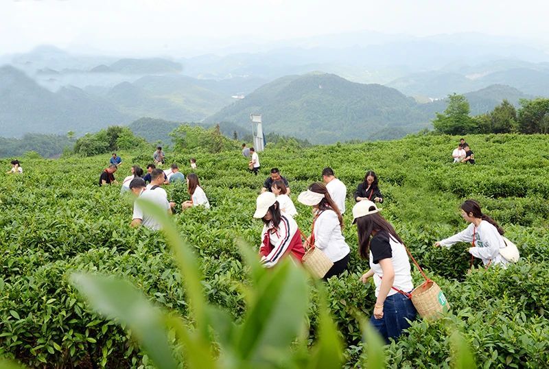 关于山顶风光美 夏日采茶忙的信息