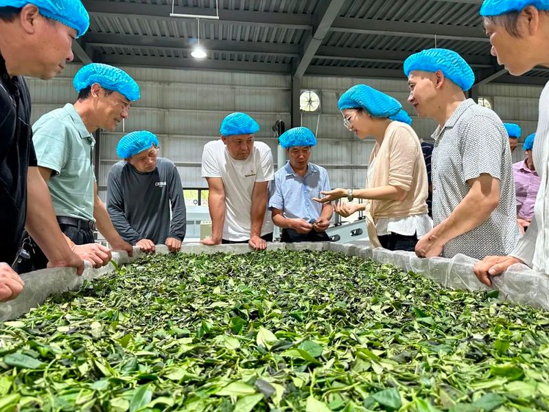 有关于安仁县金紫仙镇举办茶叶产业发展培训班的相关内容(4)