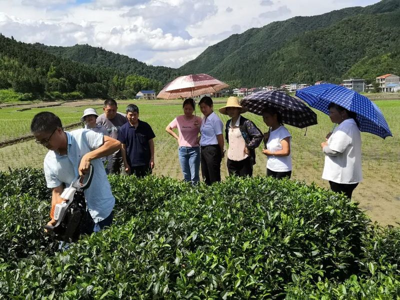 有关于安仁县金紫仙镇举办茶叶产业发展培训班的相关内容(3)