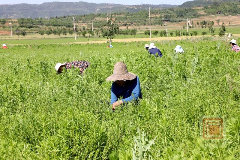 有关于黄芩变“黄金” 茶产业托起群众致富路的相关内容(2)