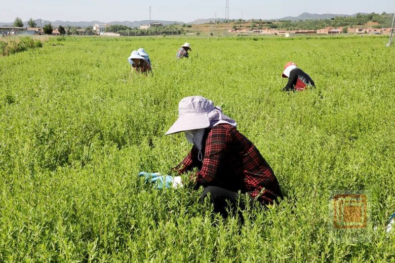 有关于黄芩变“黄金” 茶产业托起群众致富路的相关内容