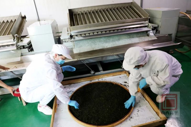 有关于黄芩变“黄金” 茶产业托起群众致富路的相关内容(4)