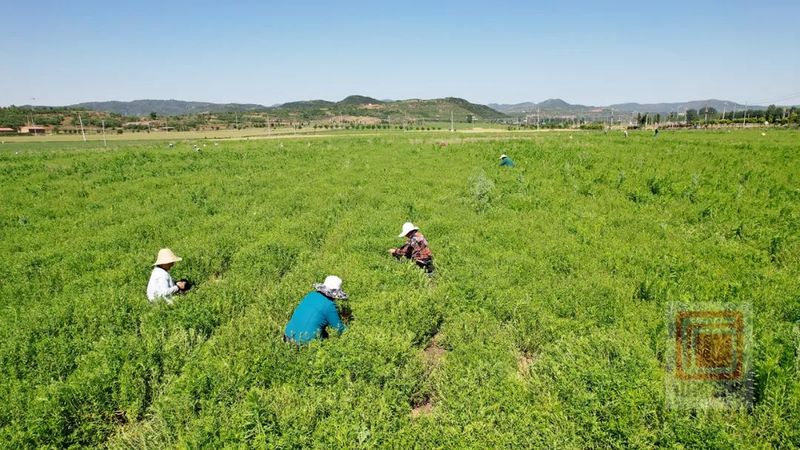 有关于黄芩变“黄金” 茶产业托起群众致富路的相关内容(3)