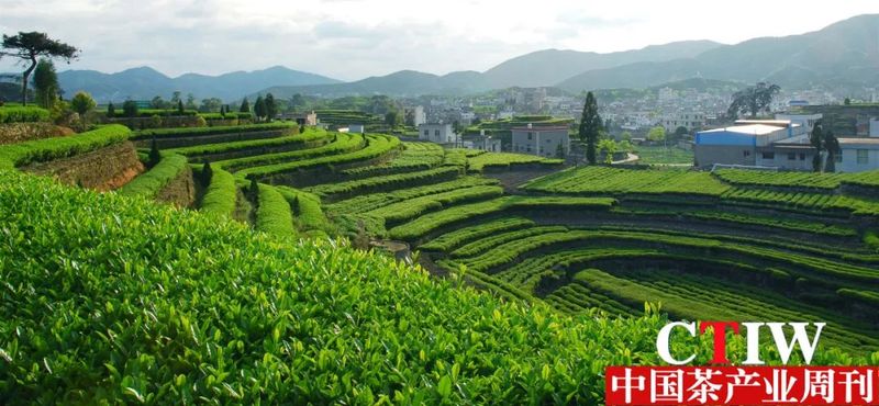 有关于福建安溪茶叶已成为绿色泉州的特殊名片的消息