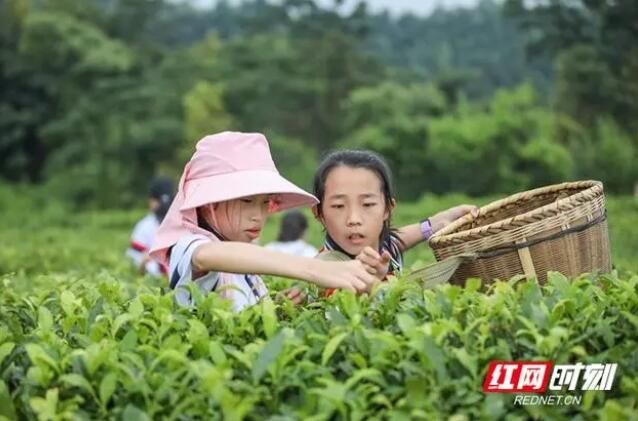 关于蓝山百叠岭茶园：茶叶飘香 研学游热的内容(3)