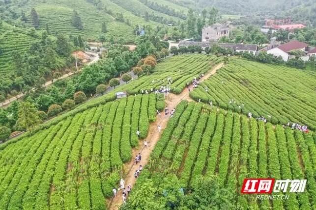 关于蓝山百叠岭茶园：茶叶飘香 研学游热的内容