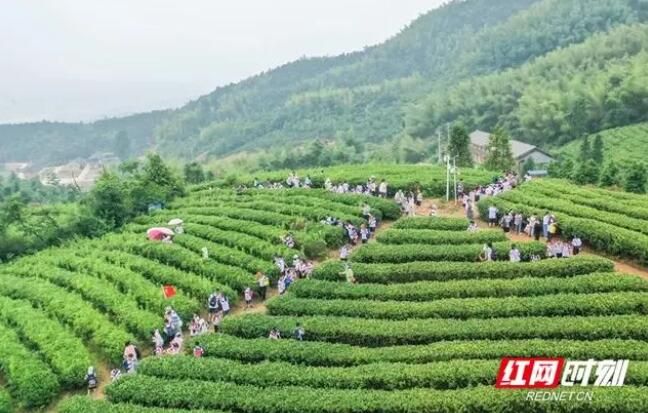 关于蓝山百叠岭茶园：茶叶飘香 研学游热的内容(5)