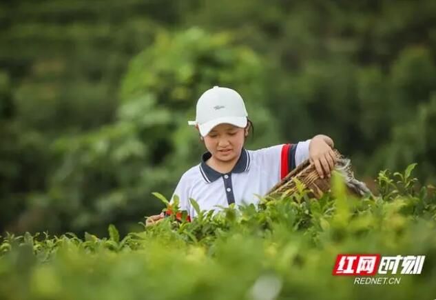 关于蓝山百叠岭茶园：茶叶飘香 研学游热的内容(4)
