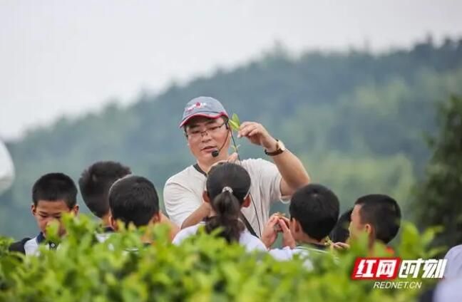 关于蓝山百叠岭茶园：茶叶飘香 研学游热的内容(1)