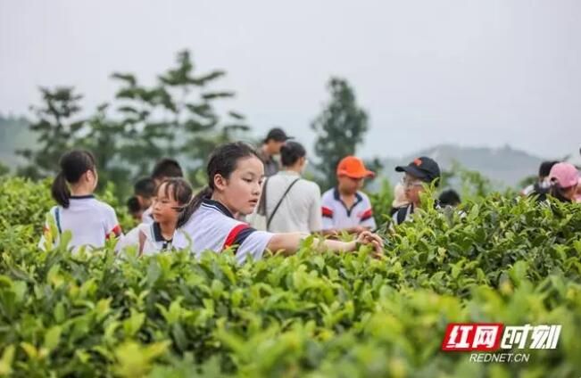 关于蓝山百叠岭茶园：茶叶飘香 研学游热的内容(2)