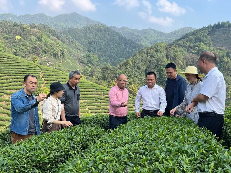 有关于兴业人大：“三个抓实”助力“兴业茶”产业高质量发展的消息(1)