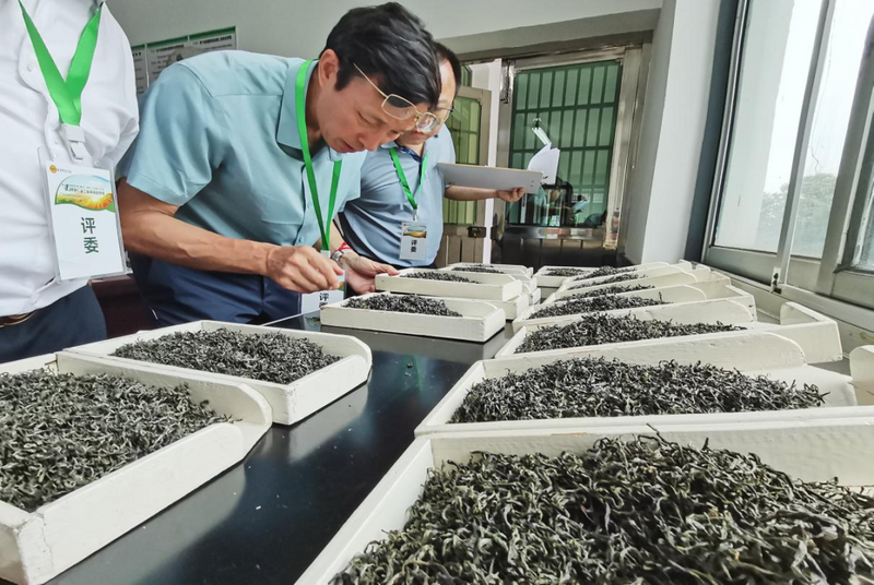 关于长沙市2023年“星城杯”手工制茶技能竞赛举行的新闻(3)