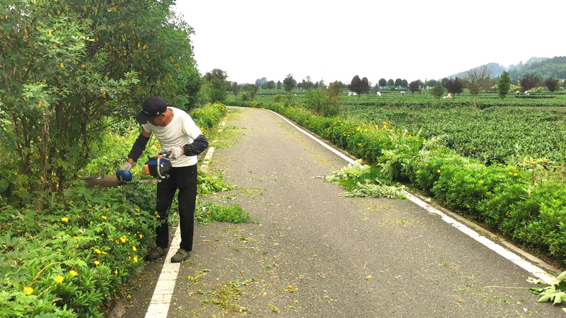 关于名山区创建天府旅游名县，颜值再提升 至美茶园绿道走起！的资讯