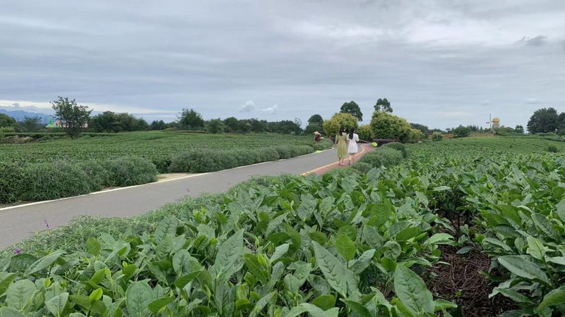 关于名山区创建天府旅游名县，颜值再提升 至美茶园绿道走起！的资讯(4)