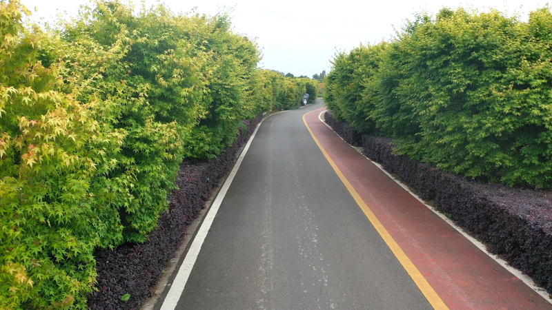 关于名山区创建天府旅游名县，颜值再提升 至美茶园绿道走起！的资讯(2)