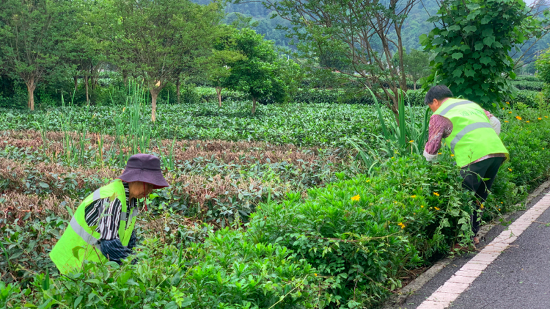 关于名山区创建天府旅游名县，颜值再提升 至美茶园绿道走起！的资讯(1)