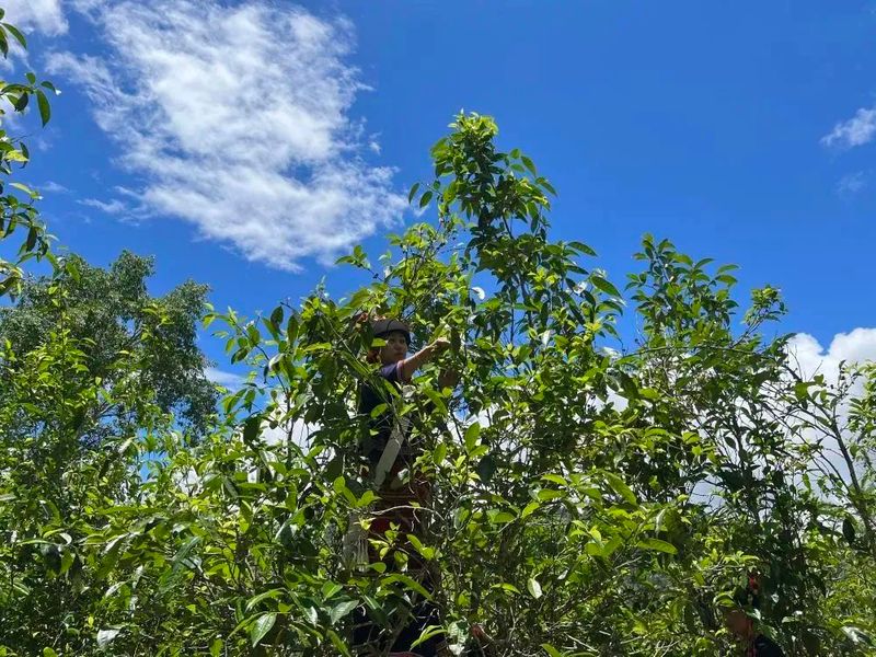 有关于老曼峨：千年古村 因茶而变的相关信息(1)