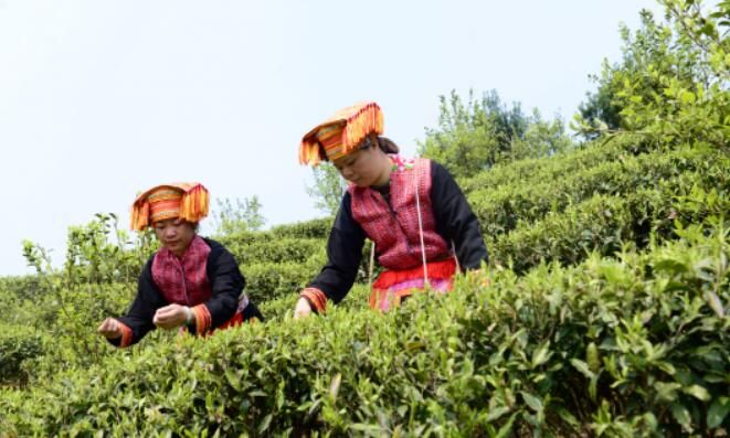 关于昭平县以茶育廉 以廉养茶的内容(2)