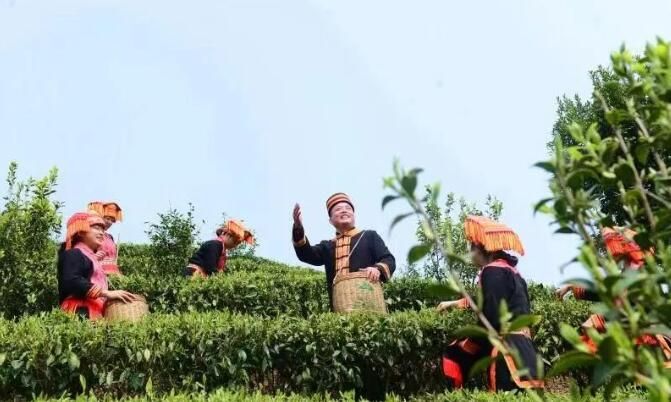 关于昭平县以茶育廉 以廉养茶的内容