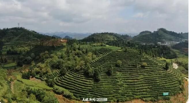 关于小庄茶博士带出一批乡土茶专家的最新消息(1)