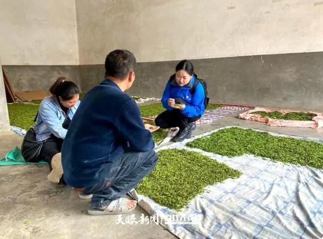 关于小庄茶博士带出一批乡土茶专家的最新消息