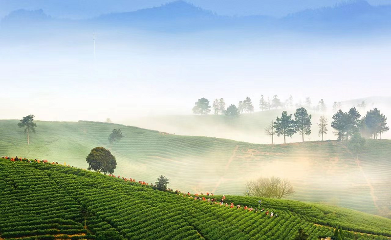 有关于浙江省安吉县人民政府党组成员肖家青：安吉白茶持续叫响的三个秘诀的新闻(1)