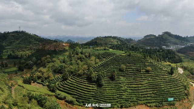 关于贞丰：小庄茶博士带出一批乡土茶专家的新闻(2)