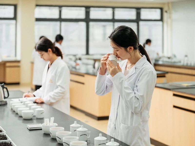 关于1200亿茶饮料市场，山茶花红了的相关内容(10)