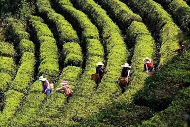 有关于新茶饮“联姻”传统茶 这对CP“双向奔赴”的相关信息