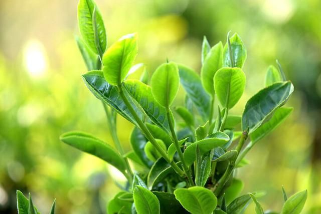 有关于新茶饮“联姻”传统茶 这对CP“双向奔赴”的相关信息(2)