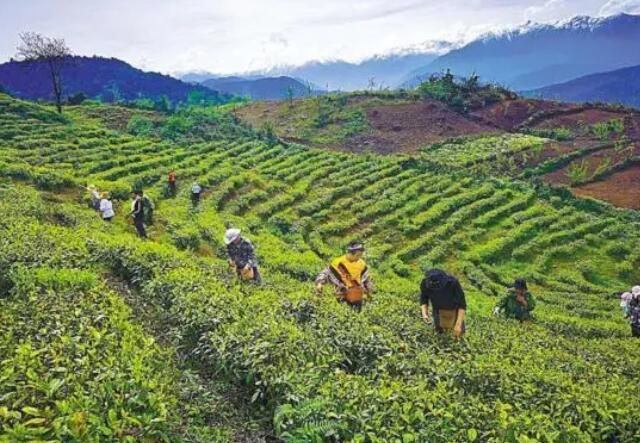 关于林芝市：云顶上 茶飘香的信息