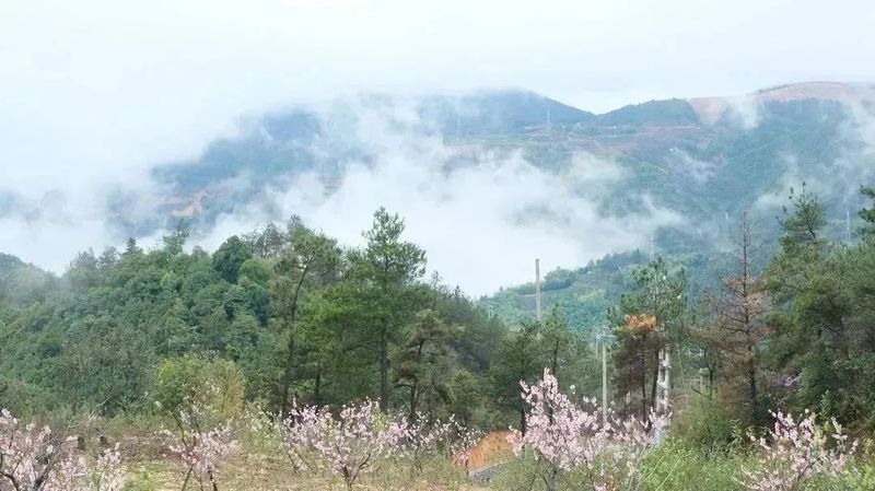 有关于柘荣带着好茶来北京上演“老友记”的内容(12)