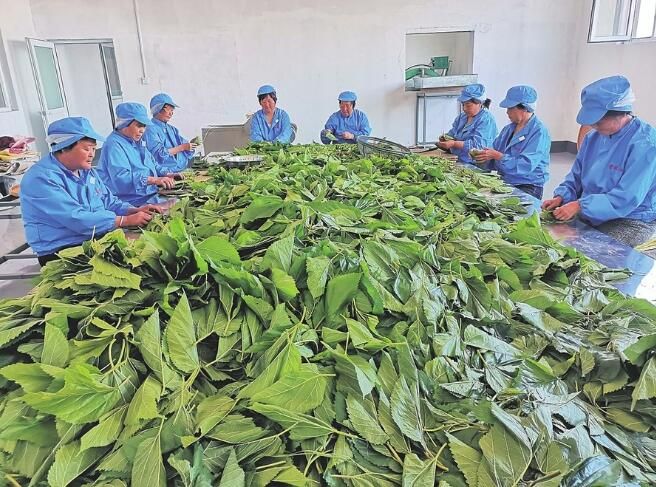 有关于阳城县：桑叶茶圆了农民小康梦的内容