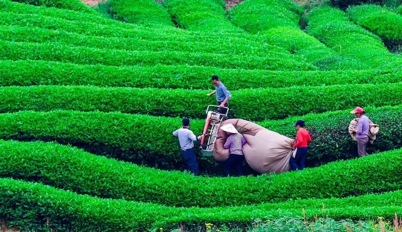 有关于“婺源绿茶”品牌价值32.02亿再创新高！的新闻(1)