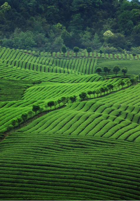 有关于“婺源绿茶”品牌价值32.02亿再创新高！的新闻